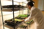 Công nghệ điều chỉnh gen đồng hồ sinh học tăng năng suất cây trồng